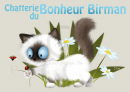 Banniere chatterie du Bonheur Birman